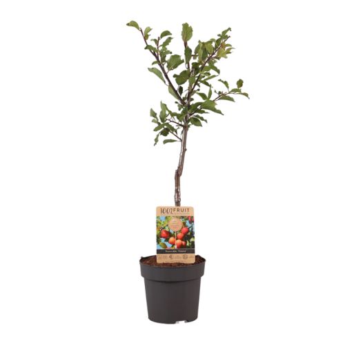 Arbre fruitier 95 cm - image 9